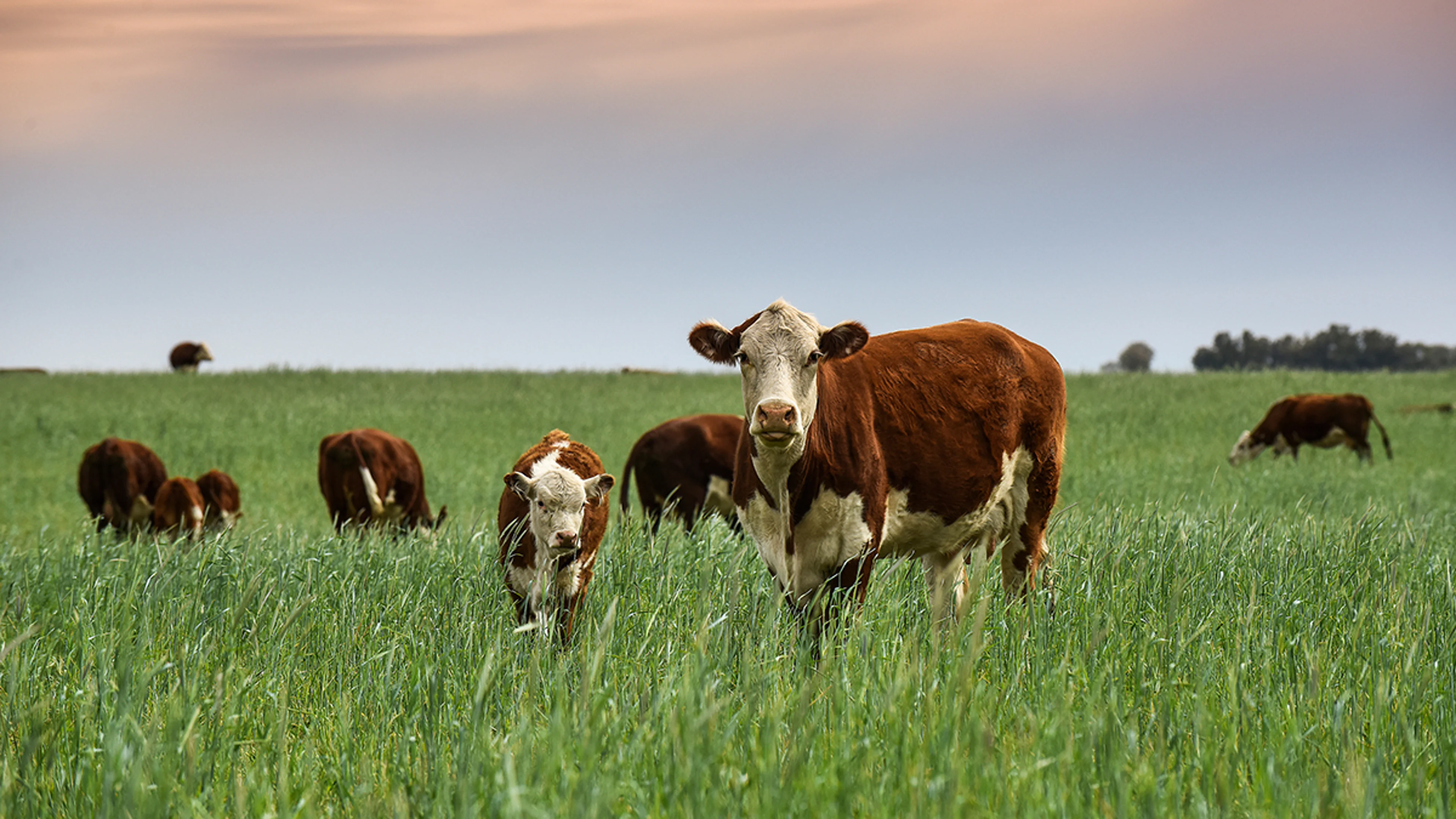 Natural Beef Casing