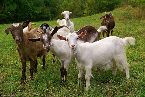Natural Goat Casing