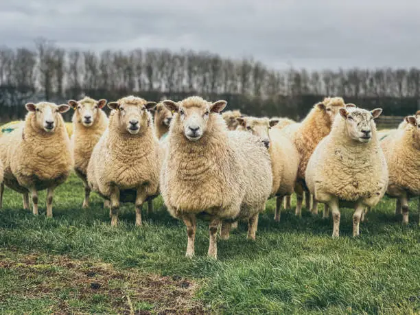 Natural Sheep Casing